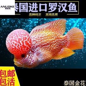 觀賞魚什么品種比較高端（觀賞魚品種大全及圖片和圖片和名字和圖片和名字和名字）