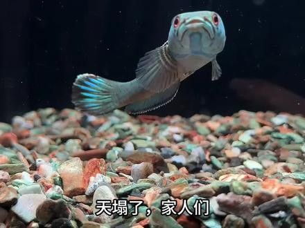 如何給雷龍魚進行檢疫（雷龍魚檢疫步驟和注意事項）