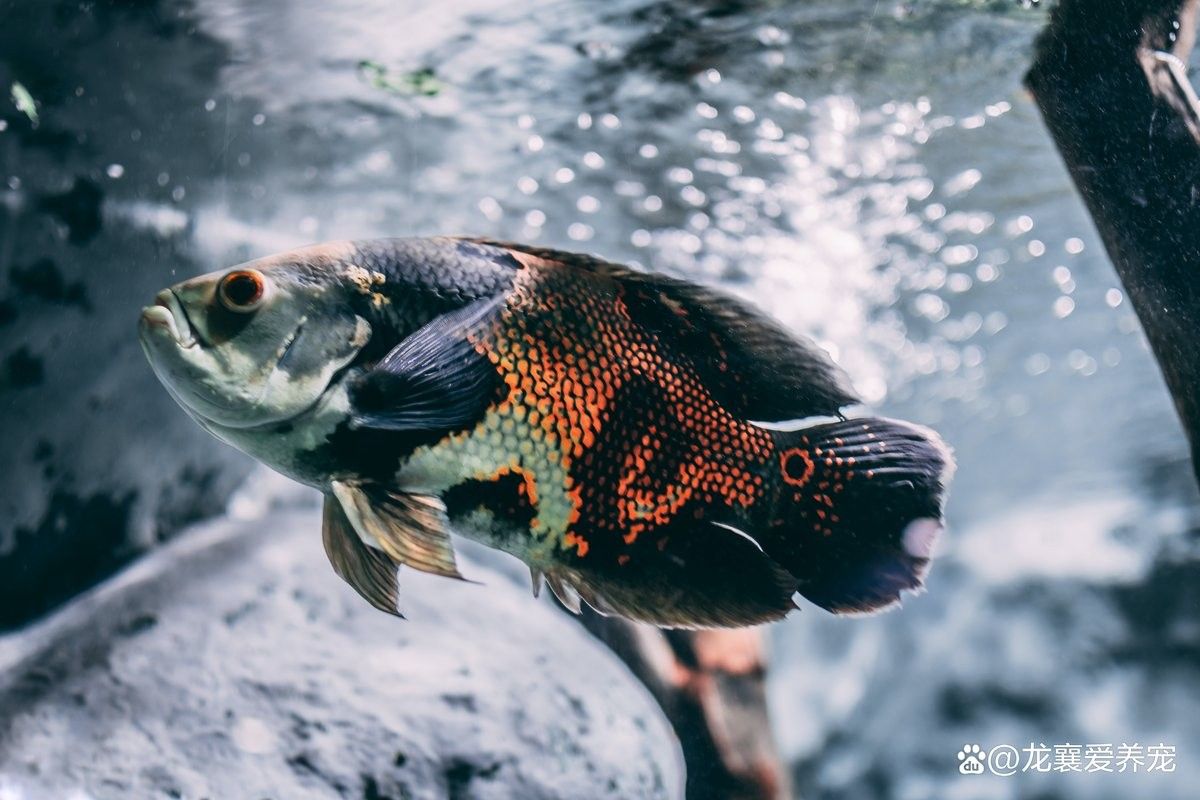 如何給雷龍魚進行檢疫（雷龍魚檢疫步驟和注意事項）