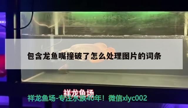 包含龍魚嘴撞破了怎么處理圖片的詞條（龍魚嘴撞破了怎么處理）