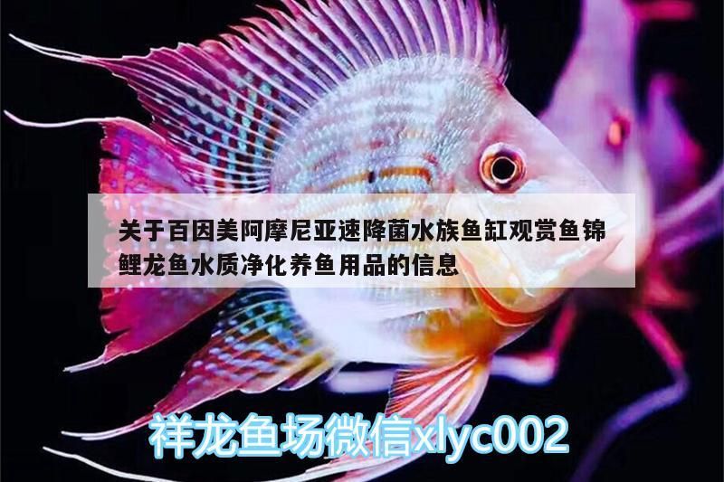 關(guān)于百因美阿摩尼亞速降菌水族魚缸觀賞魚錦鯉龍魚水質(zhì)凈化養(yǎng)魚用品的信息（百因美阿摩尼亞速降菌水族觀賞魚錦鯉龍魚水質(zhì)凈化養(yǎng)魚用品） 關(guān)于百因美阿摩尼亞速降菌水族魚缸觀賞魚錦鯉龍魚水質(zhì)凈化養(yǎng)魚用品的信息（百因美阿摩尼亞速降菌水族觀賞魚錦鯉龍魚水質(zhì)凈化養(yǎng)魚用品） 觀賞魚百科