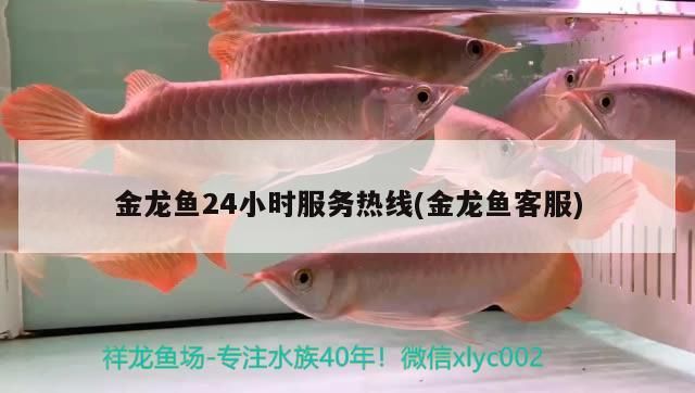 金龍魚24小時服務熱線(金龍魚客服)（金龍魚24小時服務熱線）