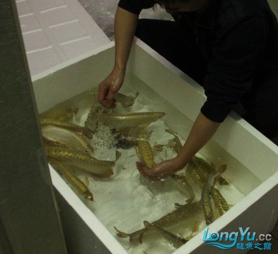 2011年2月19日新年第一批過(guò)背金頭震撼到場(chǎng)歡迎訂購(gòu)批發(fā)[全部已售]（2011年2月19日新年第一批過(guò)背金頭震撼到場(chǎng)）