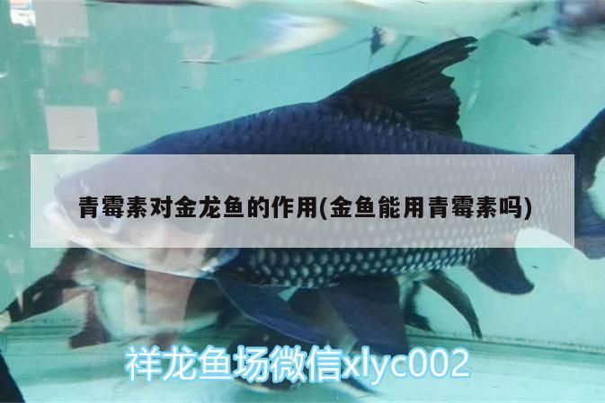 青霉素對(duì)金龍魚的作用(金魚能用青霉素嗎)（青霉素對(duì)金魚的作用）
