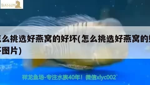 怎么挑選好燕窩的好壞(怎么挑選好燕窩的好壞圖片)（如何辨別燕窩的真假）