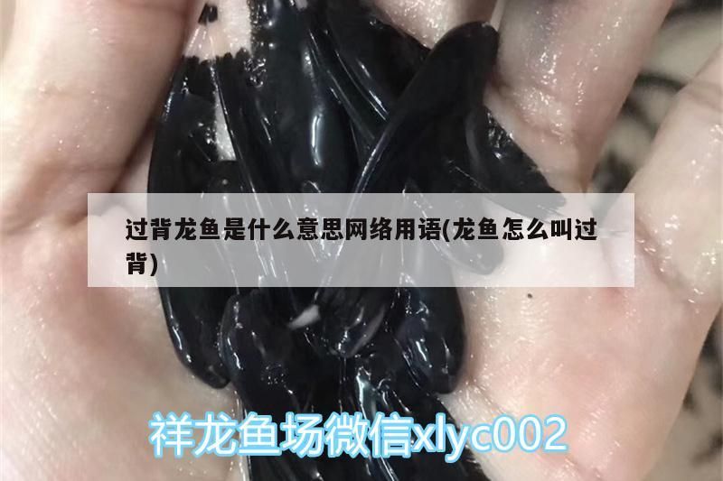 孔雀錦鯉和龍鳳錦鯉有什么區(qū)別，孔雀魚能和錦鯉混養(yǎng)嗎（孔雀錦鯉和龍鳳錦鯉有什么區(qū)別，）