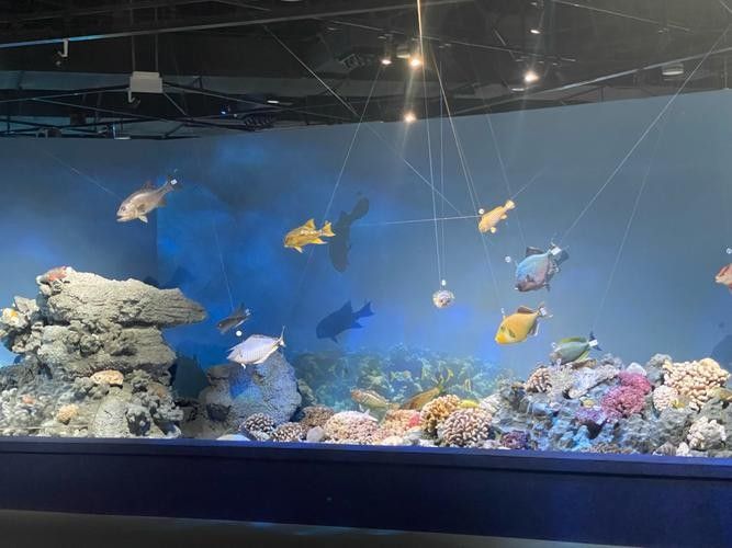 2021年<strong><mark>上海</mark></strong>水族展有哪些創(chuàng)新產(chǎn)品？（2021年<strong><mark>上海</mark></strong>國際水族展的創(chuàng)新產(chǎn)品和技術(shù)）