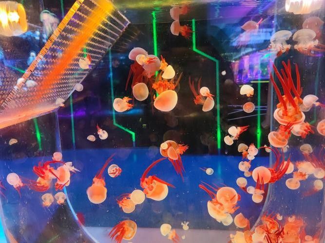 2021年上海水族展有哪些創(chuàng)新產(chǎn)品？（2021年上海國際水族展的創(chuàng)新產(chǎn)品和技術(shù)）