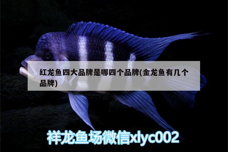 紅龍魚四大品牌是哪四個品牌(金龍魚有幾個品牌)（紅龍魚四大品牌是哪四個品牌）