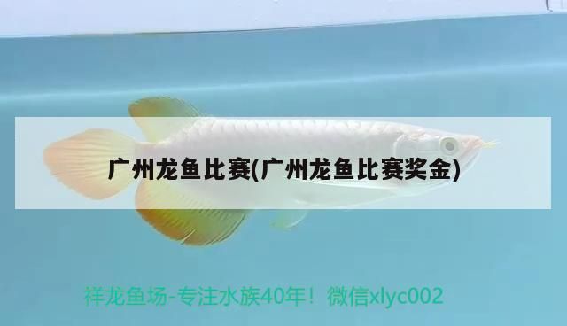 廣州龍魚比賽(廣州龍魚比賽獎金)（廣州龍魚比賽獎金、廣州龍魚比賽獎金、廣州龍魚比賽） 廣州龍魚比賽(廣州龍魚比賽獎金)（廣州龍魚比賽獎金、廣州龍魚比賽獎金、廣州龍魚比賽） 觀賞魚百科
