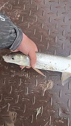 龍魚放生需要準備哪些工具（新手養魚需要準備哪些必備的物品老趙的賣車日記驚現“幽靈棍魚”）
