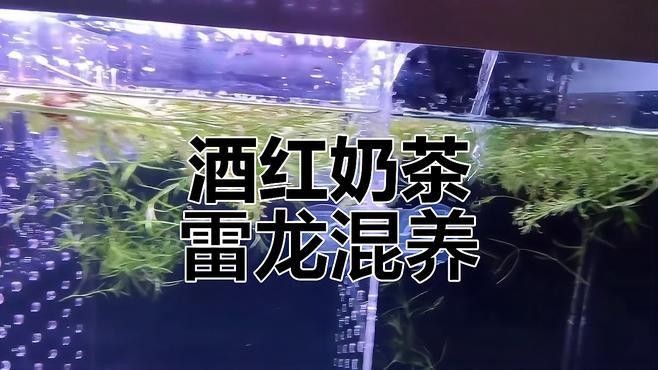 龍魚和雷龍魚混養(yǎng)需要哪些裝飾物？（魚和雷龍魚混養(yǎng)時）