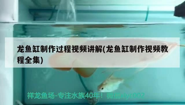 龍魚缸制作過程視頻講解(龍魚缸制作視頻教程全集)（龍魚缸制作過程及過程視頻） 龍魚缸制作過程視頻講解(龍魚缸制作視頻教程全集)（龍魚缸制作過程及過程視頻） 觀賞魚百科