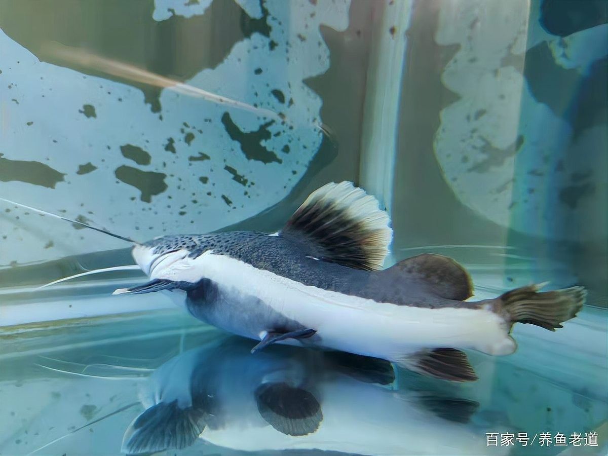 龍魚多久喂一次食物（龍魚每次喂多少合適）