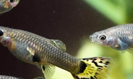給我一些孔雀龍魚飼養技巧（如何飼養孔雀龍魚的技巧）