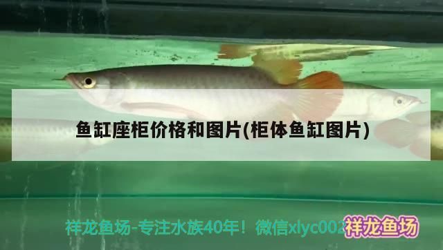 如何判斷雪龍魚是否需要換水，如何判斷是否需要為雪龍魚換水