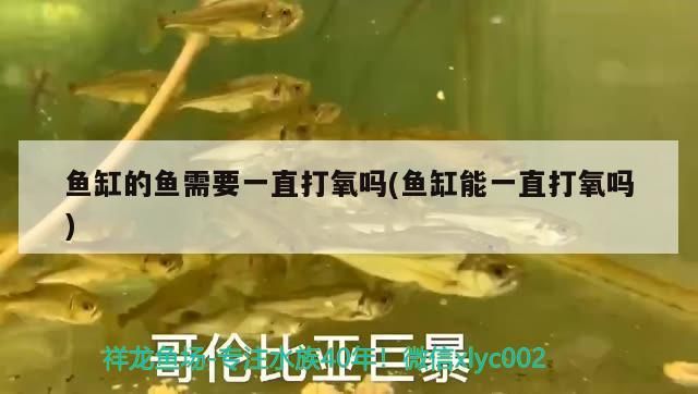 4厘米的六角龍魚適合多深的水，養龍魚深水缸好（4厘米六角龍魚適合多深的水，養龍魚深水缸好）