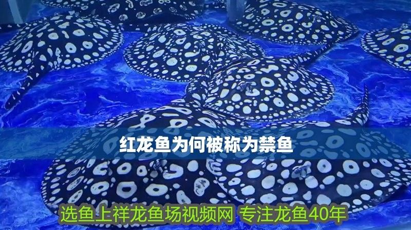 紅龍魚繁殖成活率有多高（紅龍魚的繁殖成活率的影響因素）