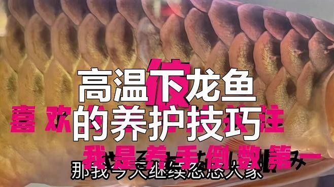 龍魚燈的照射時間應該多久（——龍魚燈光使用詳解）