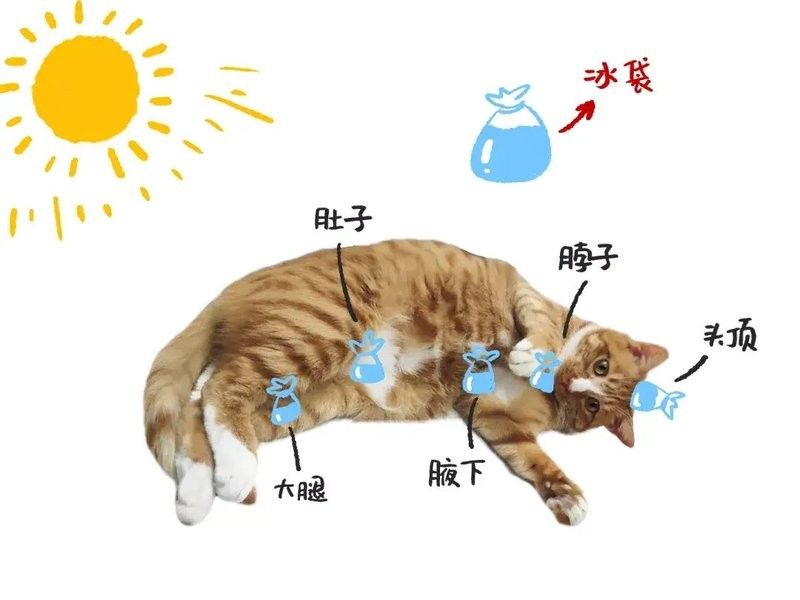 龍貓中暑后如何急救？（龍貓中暑如何急救）
