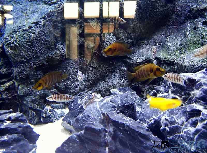 陸續更新一下虎缸（關于虎缸養護的全面指南）