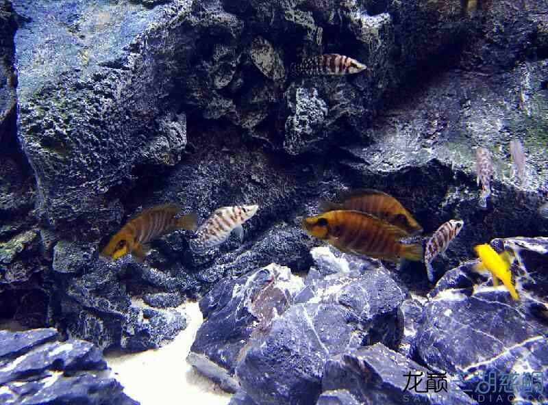 陸續更新一下虎缸（關于虎缸養護的全面指南）