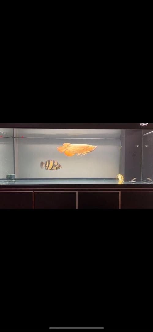 哪種虎魚品種最容易飼養（\