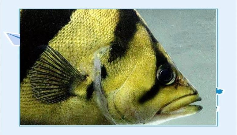 哪種虎魚品種最容易飼養（\
