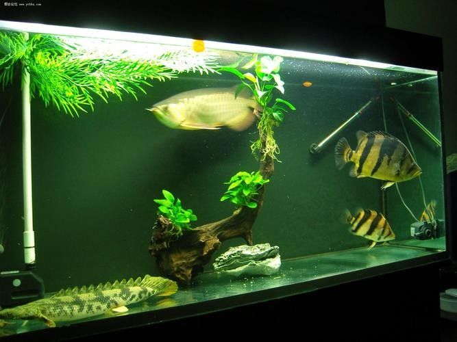 哪種虎魚品種最容易飼養（\