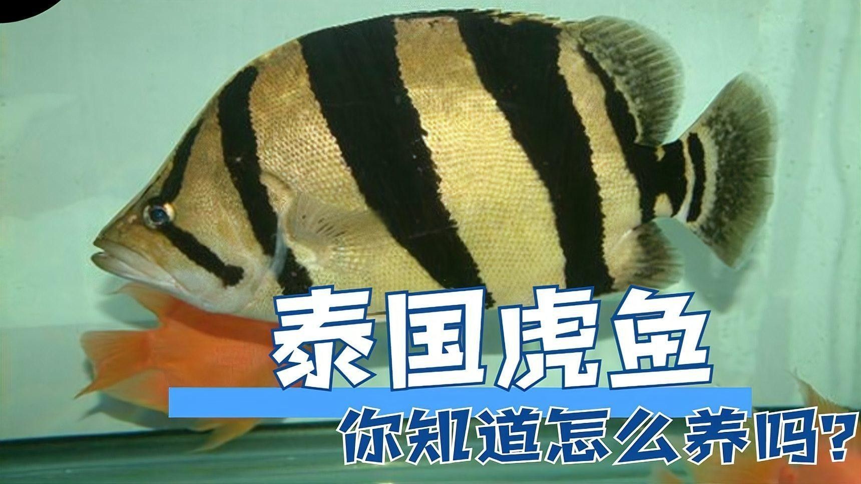 哪種虎魚品種最容易飼養（\