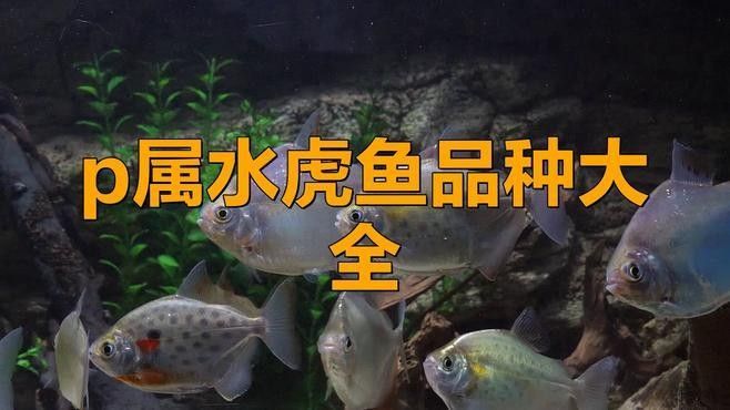 哪種虎魚品種最容易飼養（\
