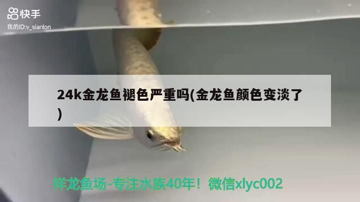 24k金龍魚褪色嚴重嗎(金龍魚顏色變淡了)（24k金龍魚褪色嚴重嗎）