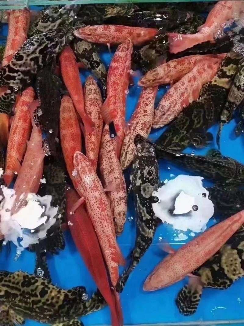 如何判斷紅老虎魚是否健康(怎樣判斷紅老虎魚是否健康) 龍魚百科 第12張 如何判斷紅老虎魚是否健康(怎樣判斷紅老虎魚是否健康) 如何判斷紅老虎魚是否健康(怎樣判斷紅老虎魚是否健康) 龍魚百科 第12張