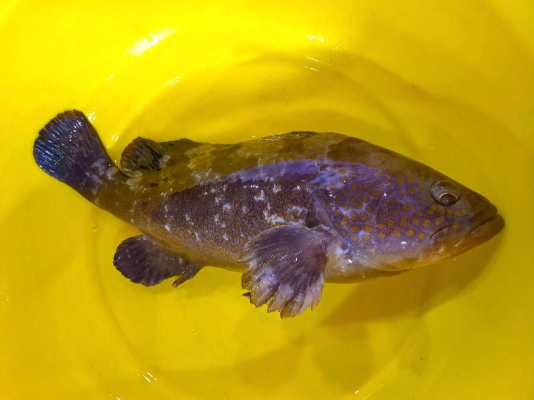如何判斷紅老虎魚是否健康(怎樣判斷紅老虎魚是否健康) 龍魚百科 第13張 如何判斷紅老虎魚是否健康(怎樣判斷紅老虎魚是否健康) 如何判斷紅老虎魚是否健康(怎樣判斷紅老虎魚是否健康) 龍魚百科 第13張