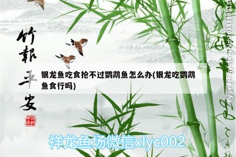 銀龍魚吃食搶不過鸚鵡魚怎么辦(銀龍吃鸚鵡魚食行嗎)（銀龍魚吃食搶不過鸚鵡魚怎么辦）
