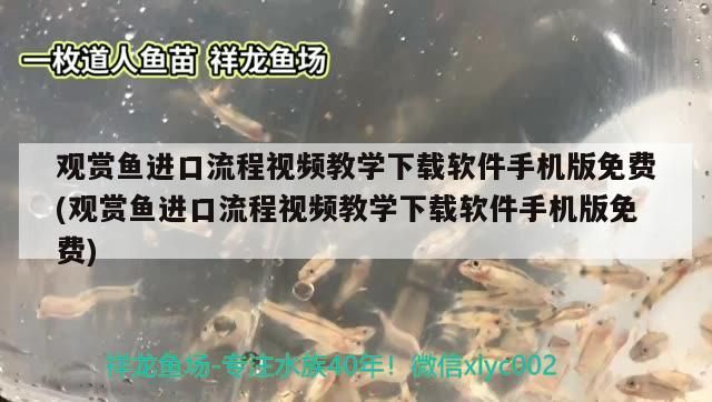 觀賞魚進口流程視頻教學下載軟件手機版免費(觀賞魚進口流程視頻教學下載軟件手機版免費)（觀賞魚進口流程視頻教學下載軟件手機版免費） 觀賞魚進口流程視頻教學下載軟件手機版免費(觀賞魚進口流程視頻教學下載軟件手機版免費)（觀賞魚進口流程視頻教學下載軟件手機版免費） 觀賞魚百科 第2張