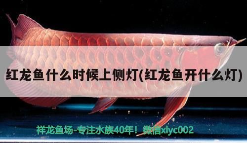 紅龍魚什么時候上側(cè)燈(紅龍魚開什么燈)（紅龍魚每天開幾個小時的燈開幾個小時的燈）
