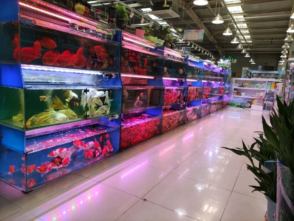 路北哪個水族館龍魚好？祥龍魚場龍魚（北京海洋館——祥龍魚場的龍魚養殖）