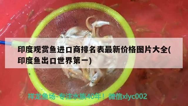 印度觀賞魚(yú)進(jìn)口商排名表最新價(jià)格圖片大全(印度魚(yú)出口世界第一)（印度觀賞魚(yú)排名表）