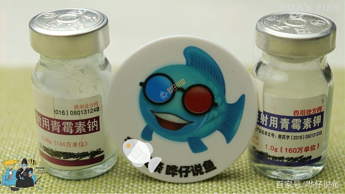 青霉素對(duì)龍魚(yú)有哪些副作用（關(guān)于青霉素對(duì)龍魚(yú)的副作用的一些信息）