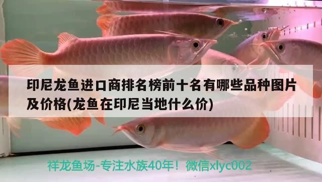 印尼龍魚進口商排名榜前十名有哪些品種圖片及價格(龍魚在印尼當地什么價)（印尼龍魚進口商排名前十名有哪些品種圖片及價格及價格）