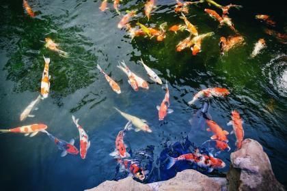 龍魚身上的鱗像燒了一樣（龍魚身上的鱗像燒了一樣怎么回事）（龍魚身上的鱗像燒了一樣，怎么回事呢？）