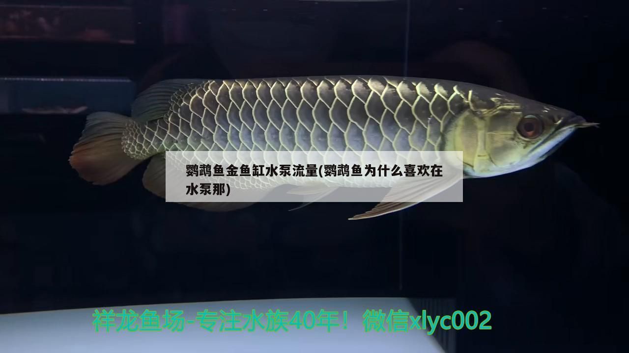 蚌埠二手魚缸市場在哪里啊多少錢（ 蚌埠賣魚缸的地方）（蚌埠二手魚缸市場）