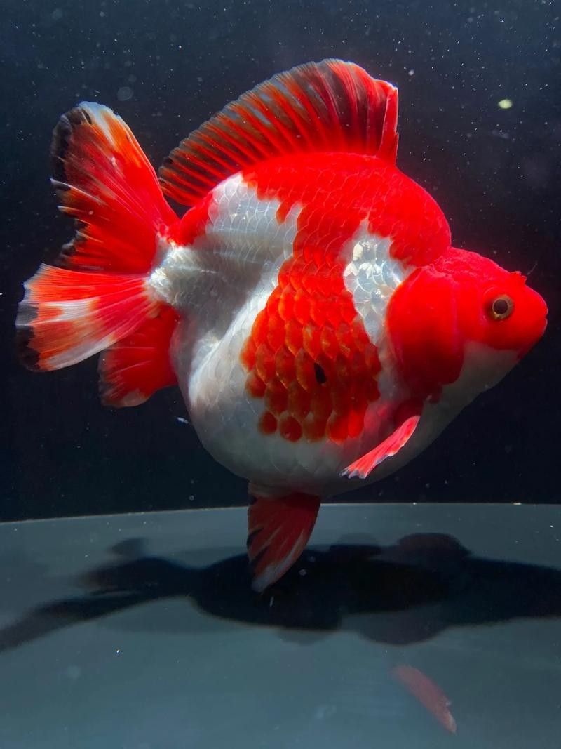高鰭龍魚的市場價格走勢如何（未來高鰭龍魚市場價格走勢如何高鰭龍魚價格走勢）