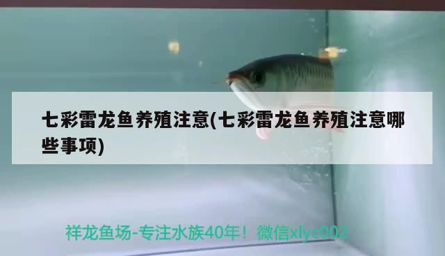 七彩雷龍魚養(yǎng)殖注意(七彩雷龍魚養(yǎng)殖注意哪些事項)（七彩雷龍魚養(yǎng)殖注意事項）
