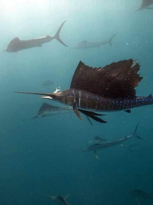 如何快速獲得開心水族箱中的劍龍魚（《開心水族箱》如何隱藏成就）