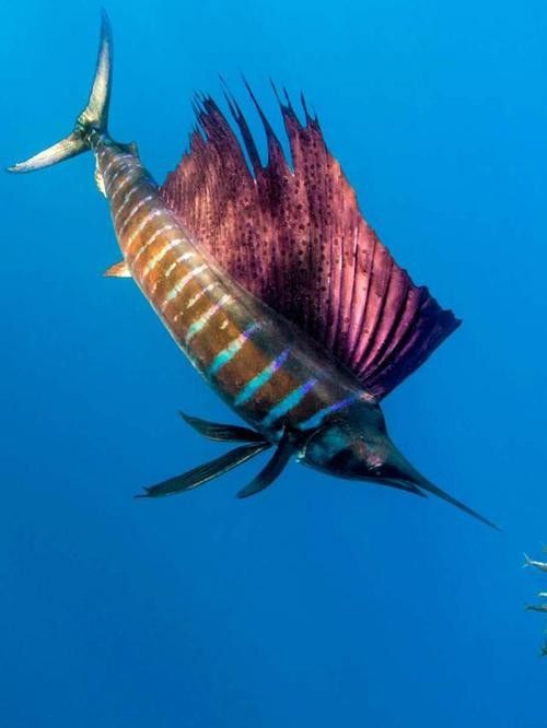 如何快速獲得開心水族箱中的劍龍魚（《開心水族箱》如何隱藏成就）