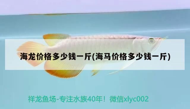 海龍價格多少錢一斤(海馬價格多少錢一斤)（海龍價格多少錢一斤）