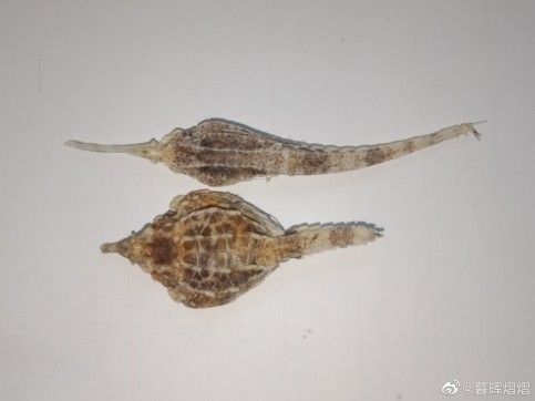 龍頭魚和龍魚有什么區別（龍頭魚與龍魚的區別）
