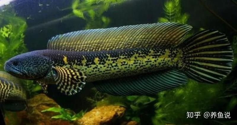 推薦幾款適合混養的雷龍魚品種（適合與雷龍魚混養的幾種品種）